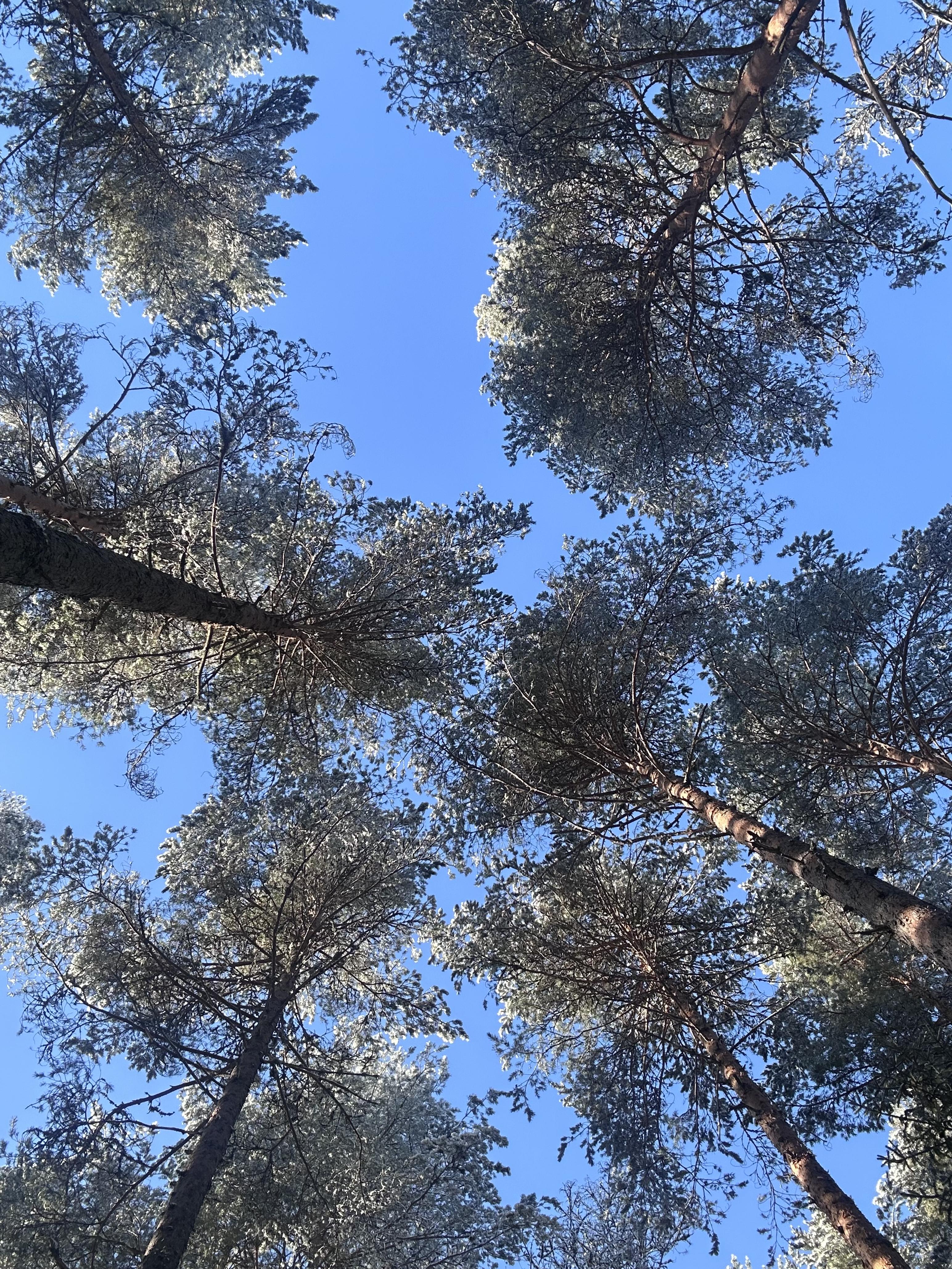 treetops and a blue sky